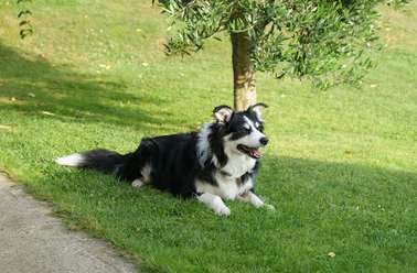 Sheepdog Ted